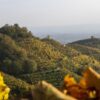 Le Colline del Prosecco Superiore